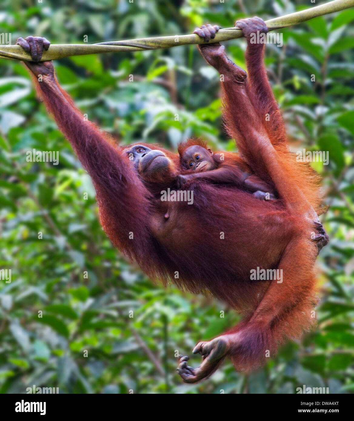 A Mother and Baby Orangutan ( Pongo pygmaeus ) Hanging on a Rope in Borneo, Malaysia Stock Photo