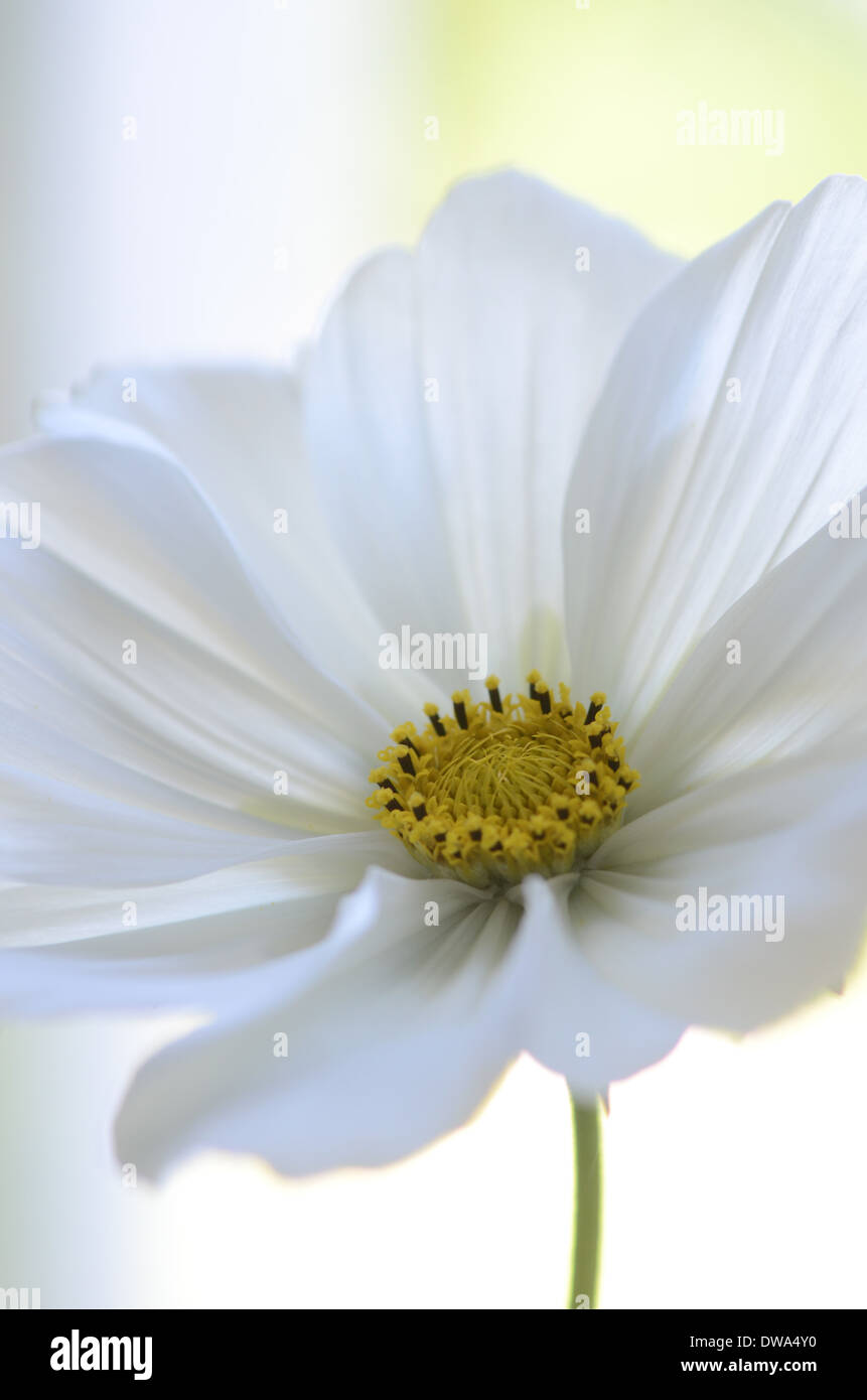 White cosmos hi-res stock photography and images - Alamy