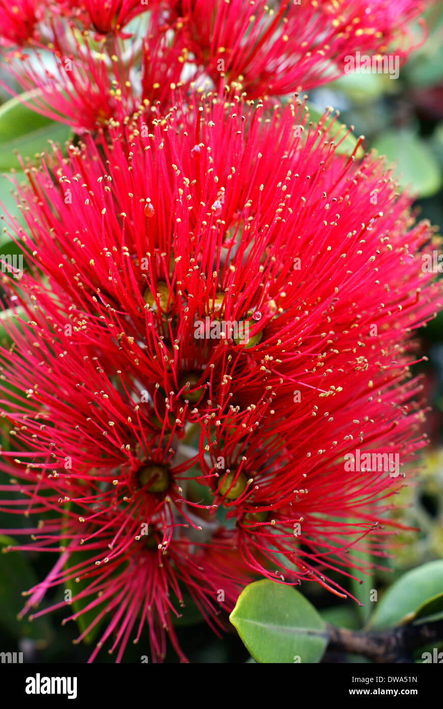 Flowers of the Pohutukawa (Metrosideros excelsa) a native tree of New