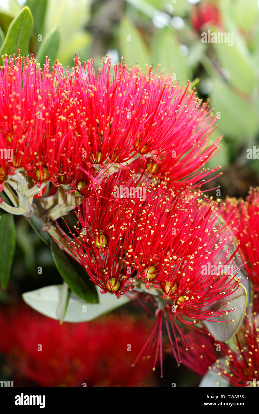 Flowers of the Pohutukawa (Metrosideros excelsa) a native tree of New Zealand referred to as the