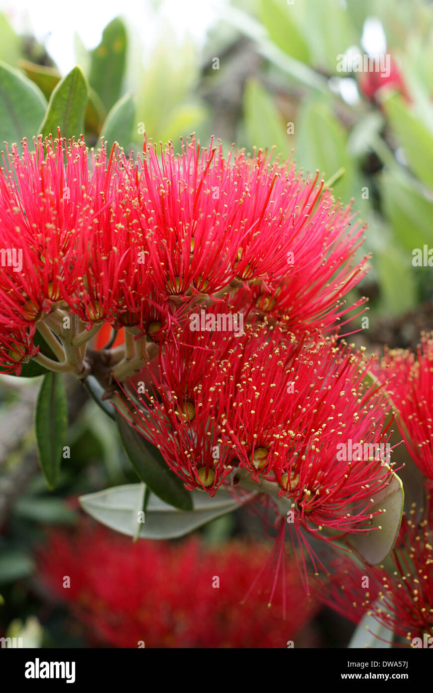 Flowers of the Pohutukawa (Metrosideros excelsa) a native tree of New Zealand referred to as the New Zealand Christmas Tree Stock Photo