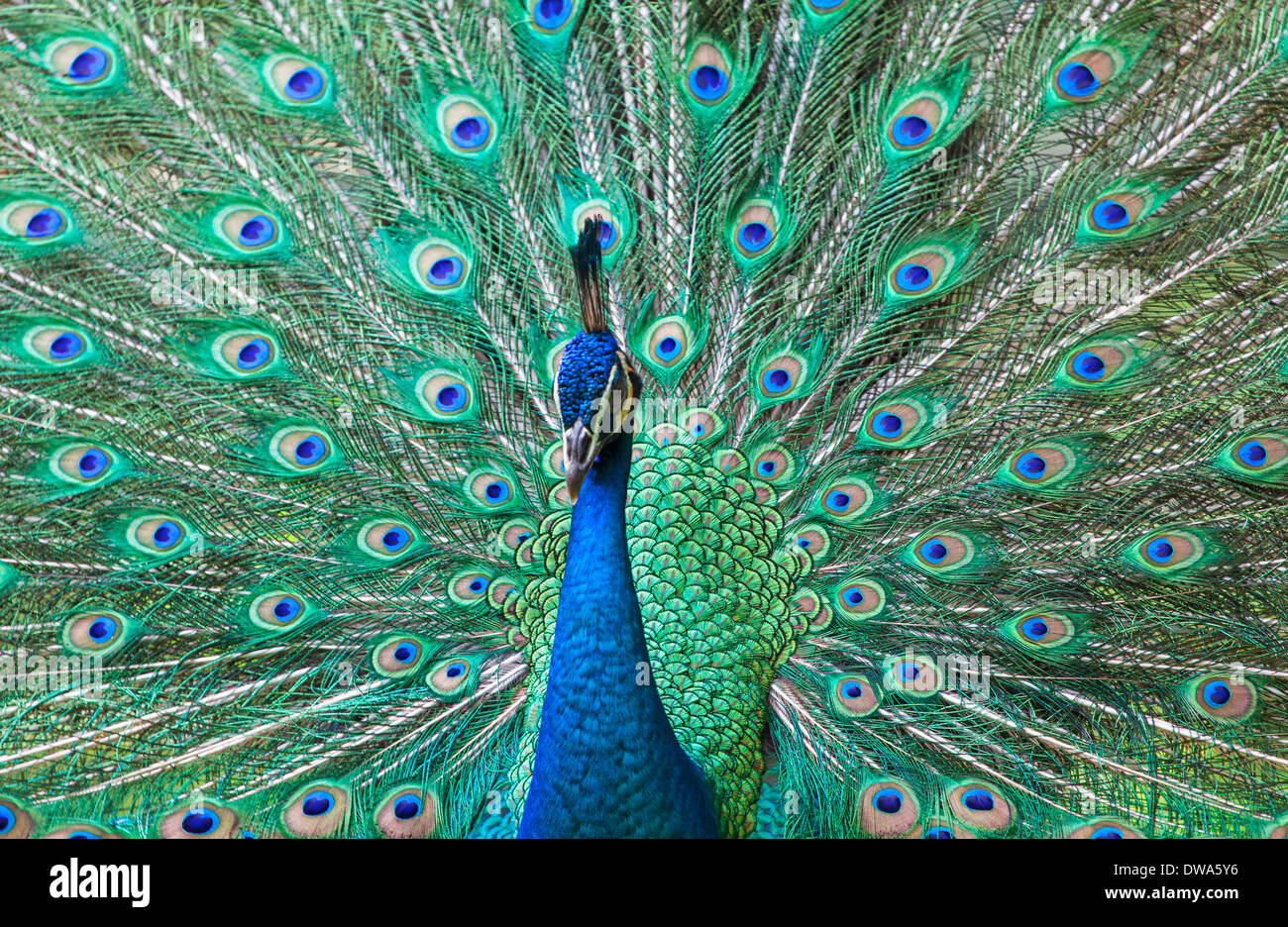 An Indian Blue Peafowl (Pavo cristatus) Stock Photo