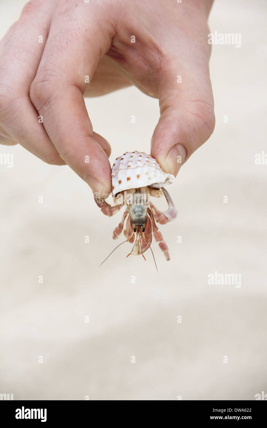 Hand holding crab hiding in shell on sand background Stock Photo - Alamy