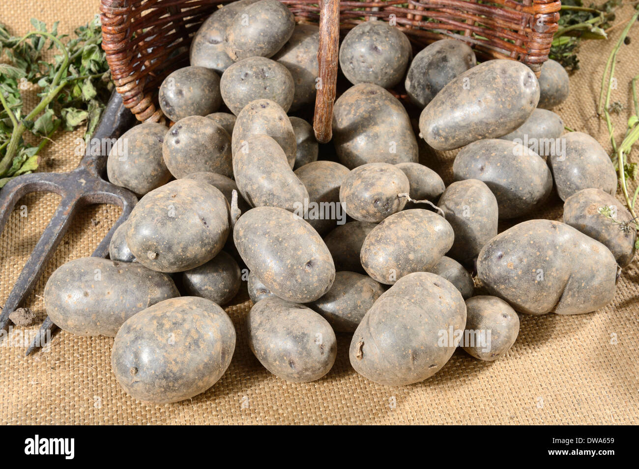 Potato Blaue Anneliese Stock Photo