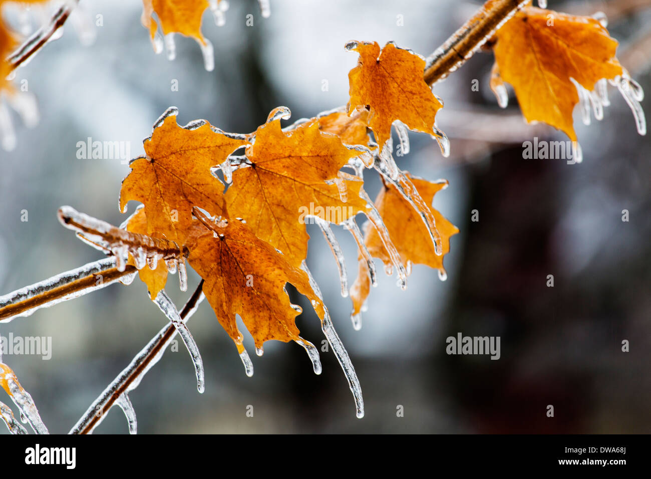 Maple leafs encrusted with ice from winter storm Stock Photo