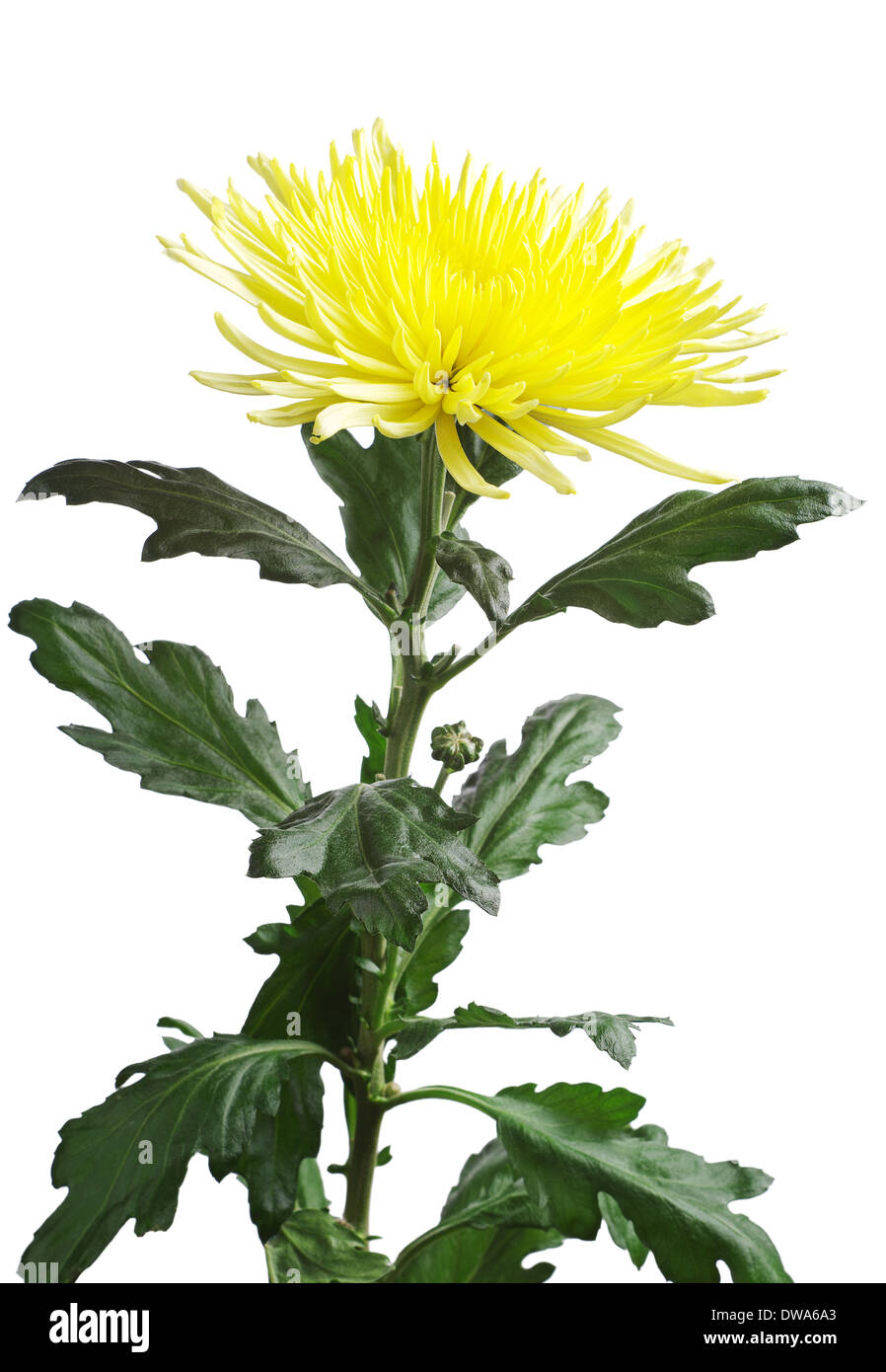 Yellow chrysanthemum isolated on white background Stock Photo - Alamy