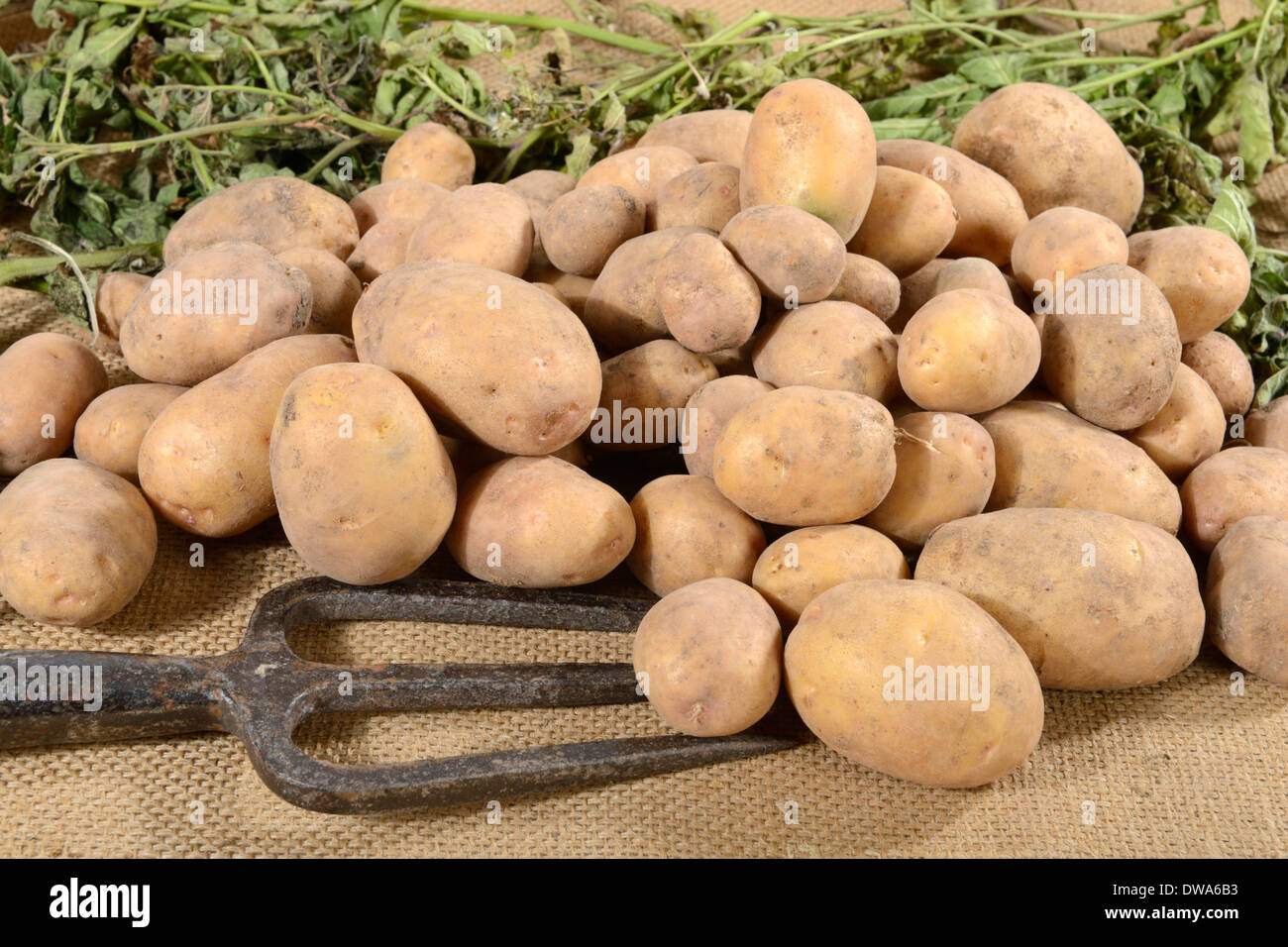 Potato Linda Stock Photo