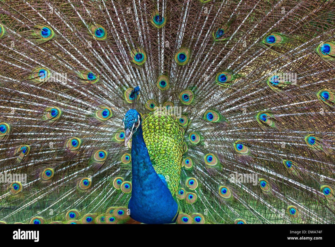 An Indian Blue Peafowl (Pavo cristatus) Stock Photo