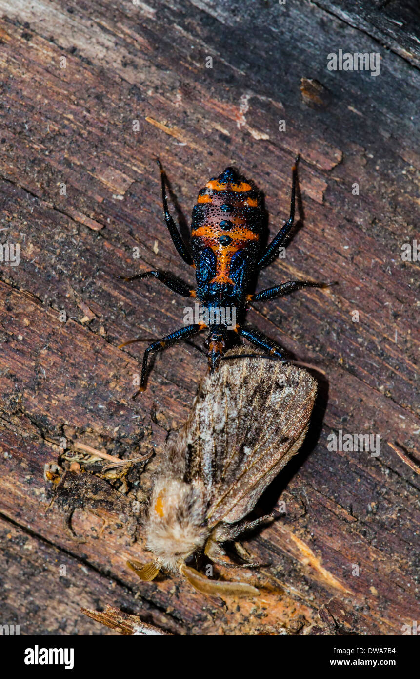 Australian Assassin bug eating moth Stock Photo