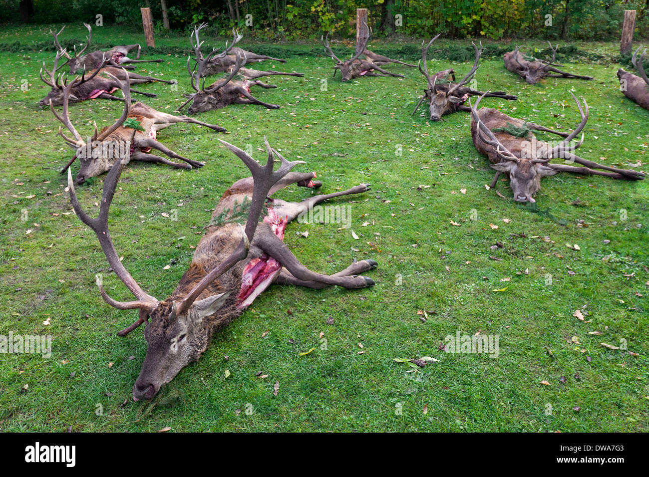 Harvest of dead Red Deer (Cervus elaphus) stags shot and gutted by hunters after the hunt during the hunting season in autumn Stock Photo