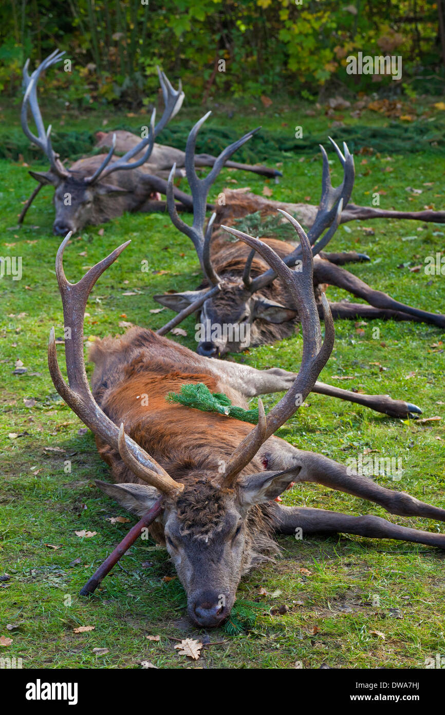 Harvest of shot Red Deer (Cervus elaphus) stags gutted by hunters after the hunt during the hunting season in autumn Stock Photo