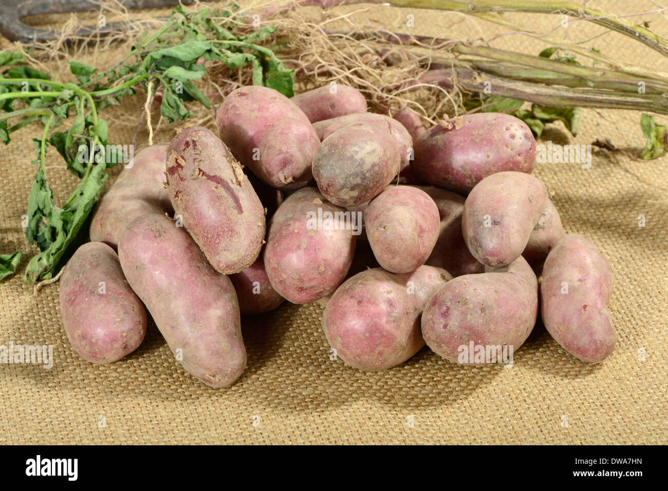 Potato Rote Emalie Stock Photo