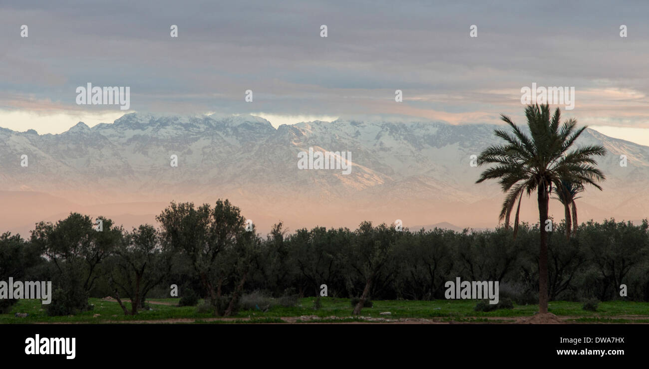 Trees with snow covered mountains in background, Atlas Mountains, Marrakesh, Morocco Stock Photo