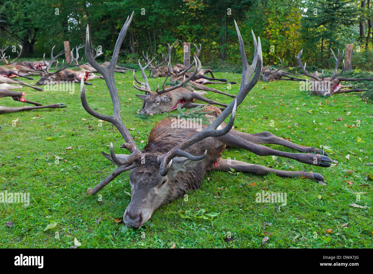 Harvested Red Deer (Cervus elaphus) stags shot and gutted by hunters after the hunt during the hunting season in autumn Stock Photo