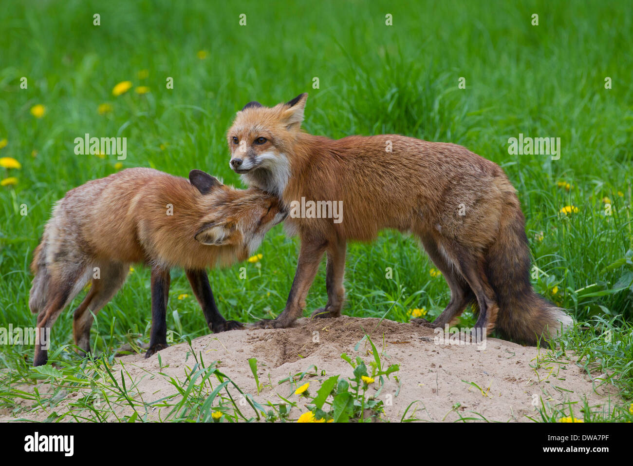 Two red foxes (Vulpes vulpes) greeting each other at den in meadow Stock Photo