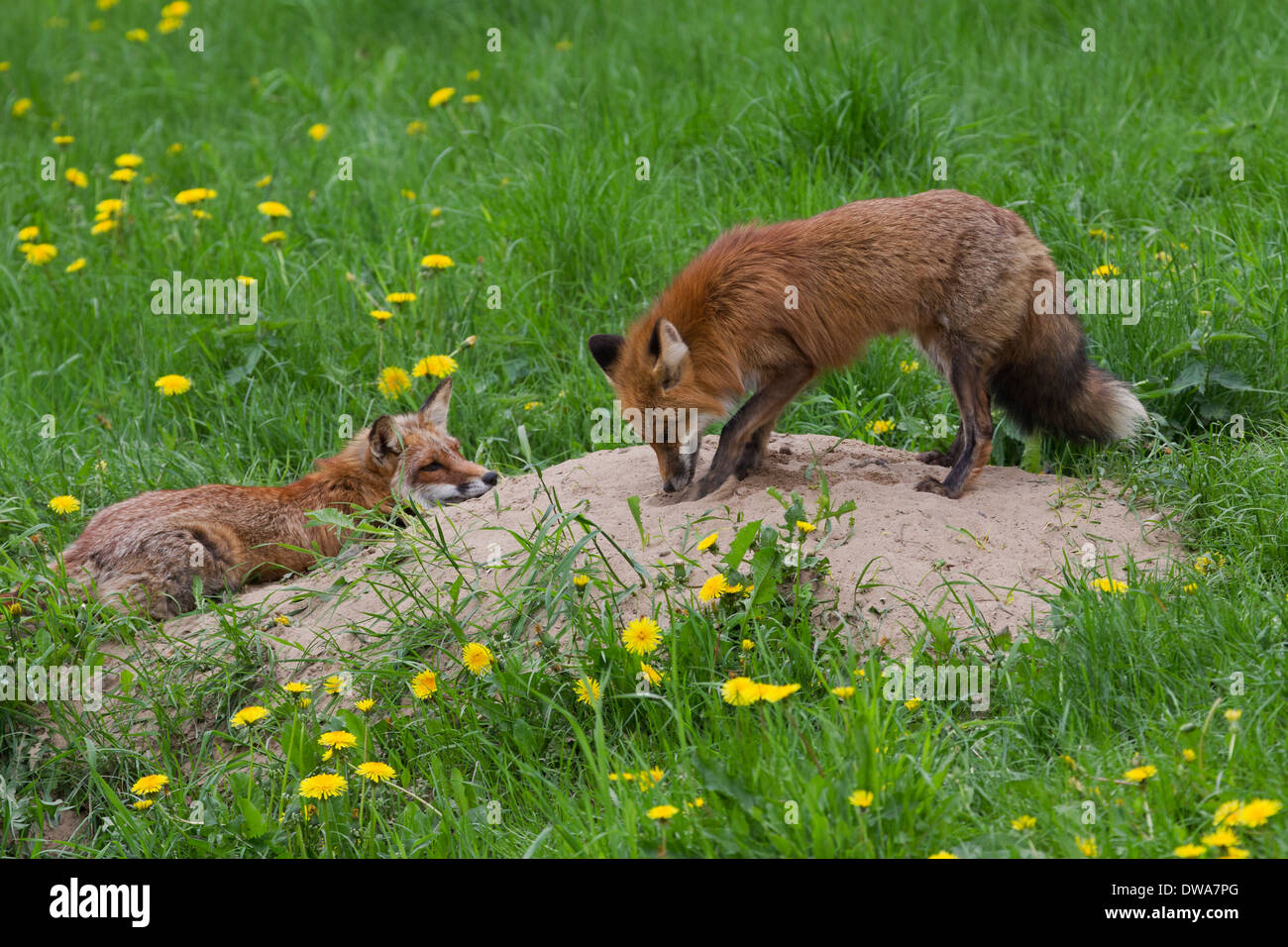 Two red foxes (Vulpes vulpes) at den in meadow with wildflowers Stock Photo