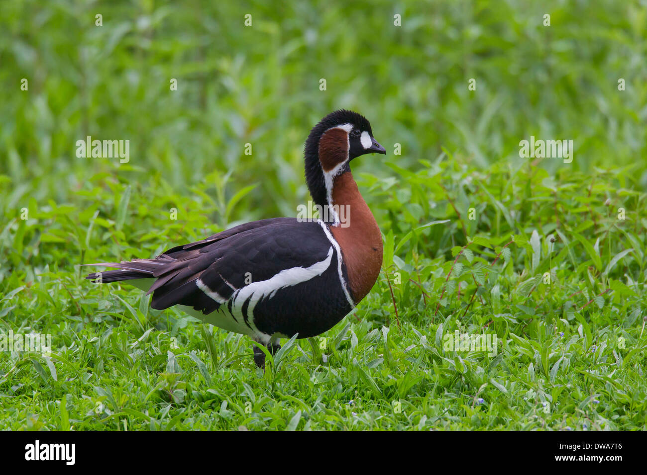 Red-breasted goose (Branta ruficollis) foraging in meadow Stock Photo