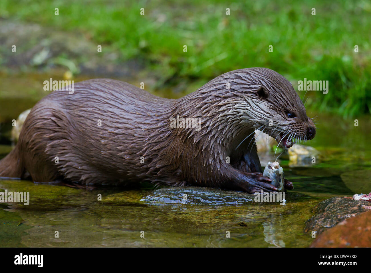 European River Otter (Lutra lutra) eating fish in water of stream Stock Photo