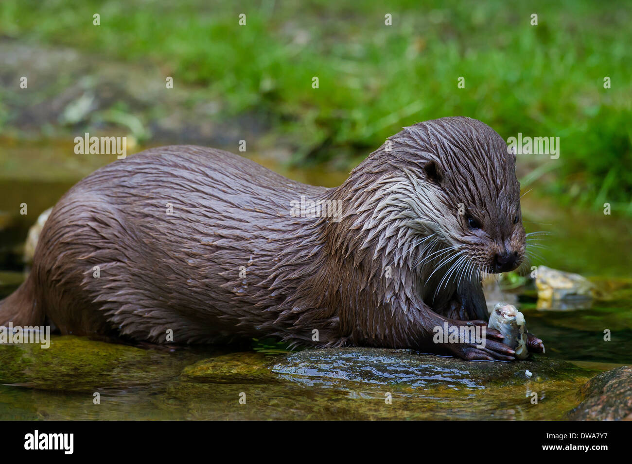 European River Otter (Lutra lutra) eating fish in water of stream Stock Photo
