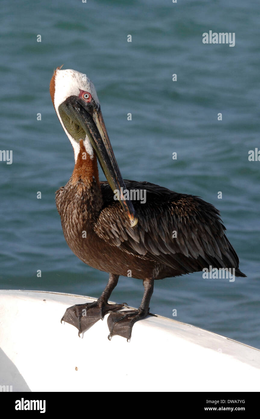 Brown pelican  (Pelecanus occidentalis) on the pier of the los Roques Island Stock Photo
