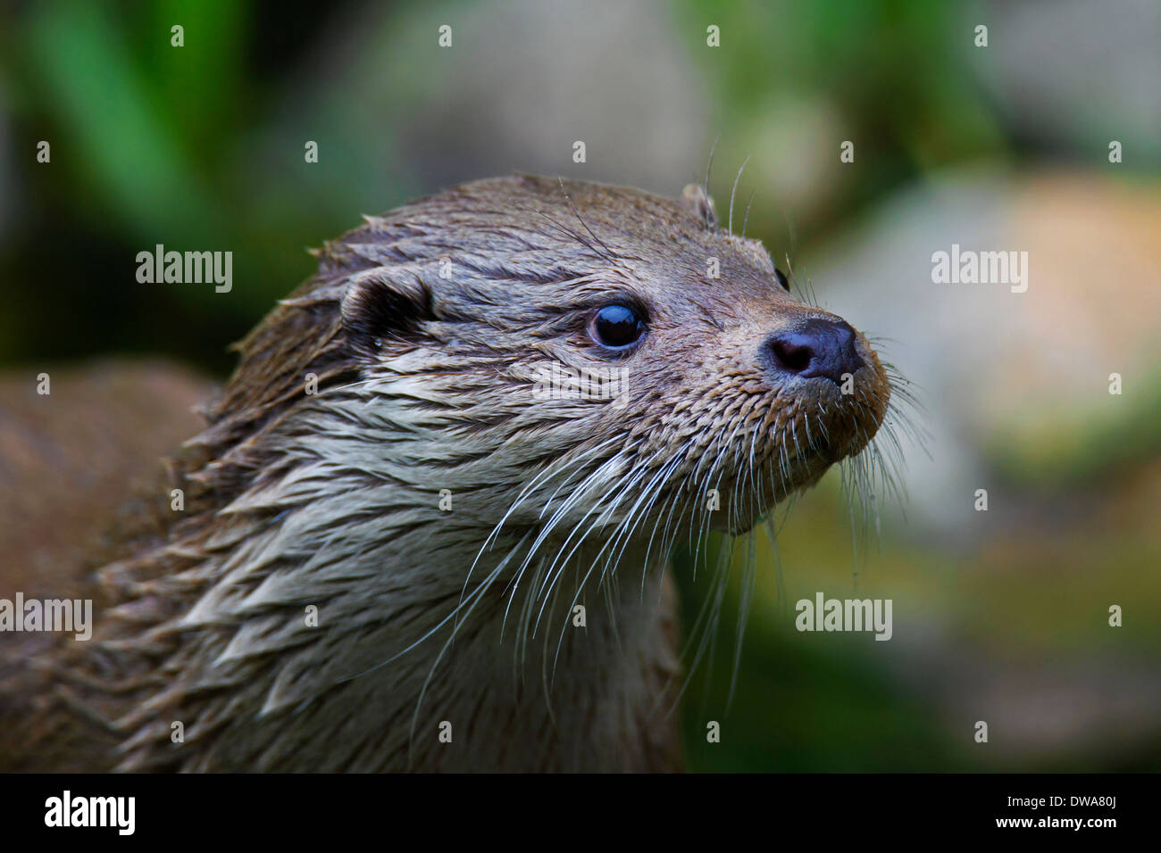 European River Otter (Lutra lutra) close up of head showing wet fur