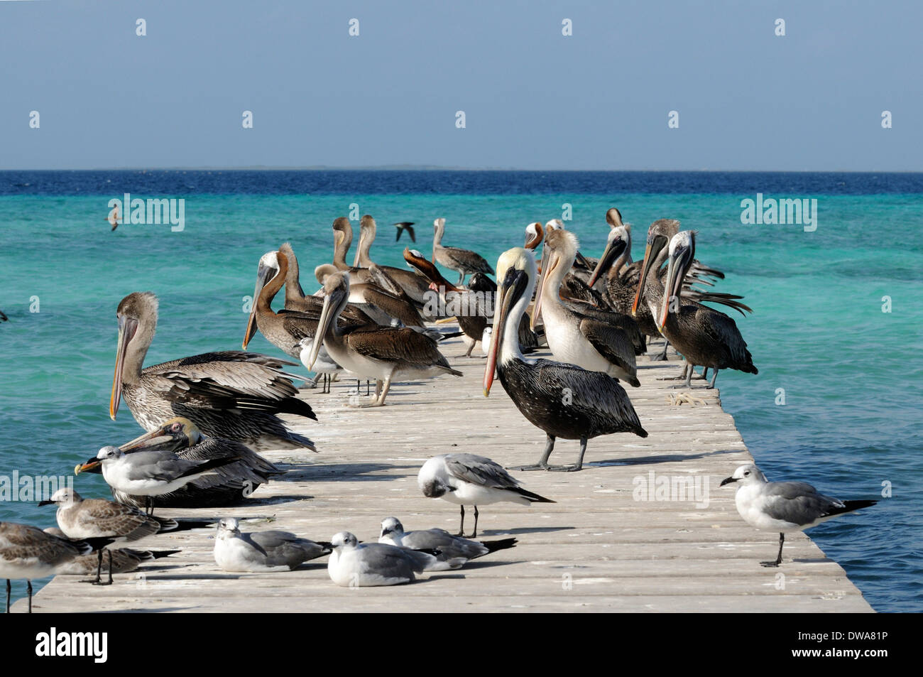 Brown pelican on the pier of the los Roques Island, Venezuela Stock Photo