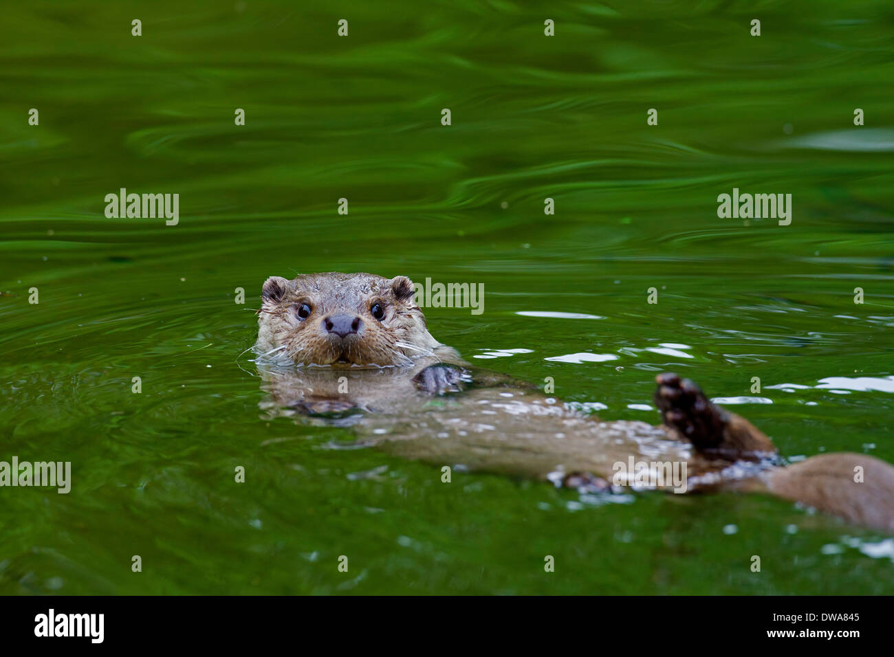 European River Otter (Lutra lutra) swimming in water on its back Stock Photo