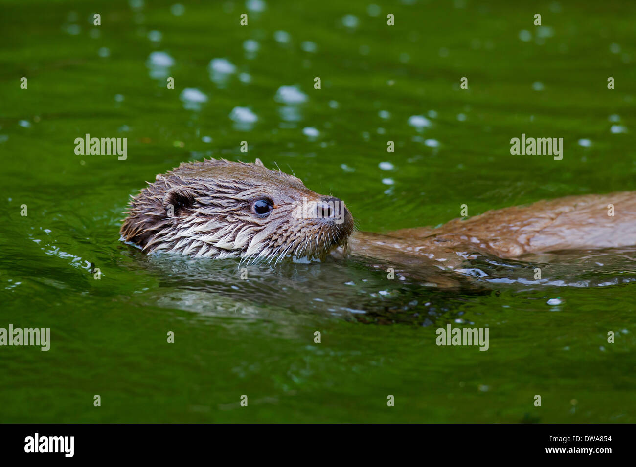 European River Otter (Lutra lutra) swimming on its back in stream Stock Photo