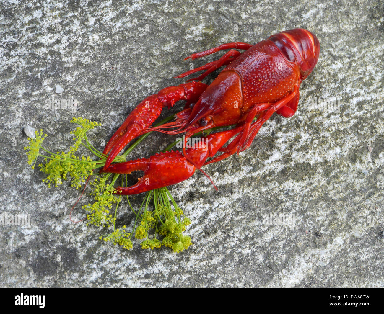traditional crayfish meal, stockholms län, uppland, sweden Stock Photo