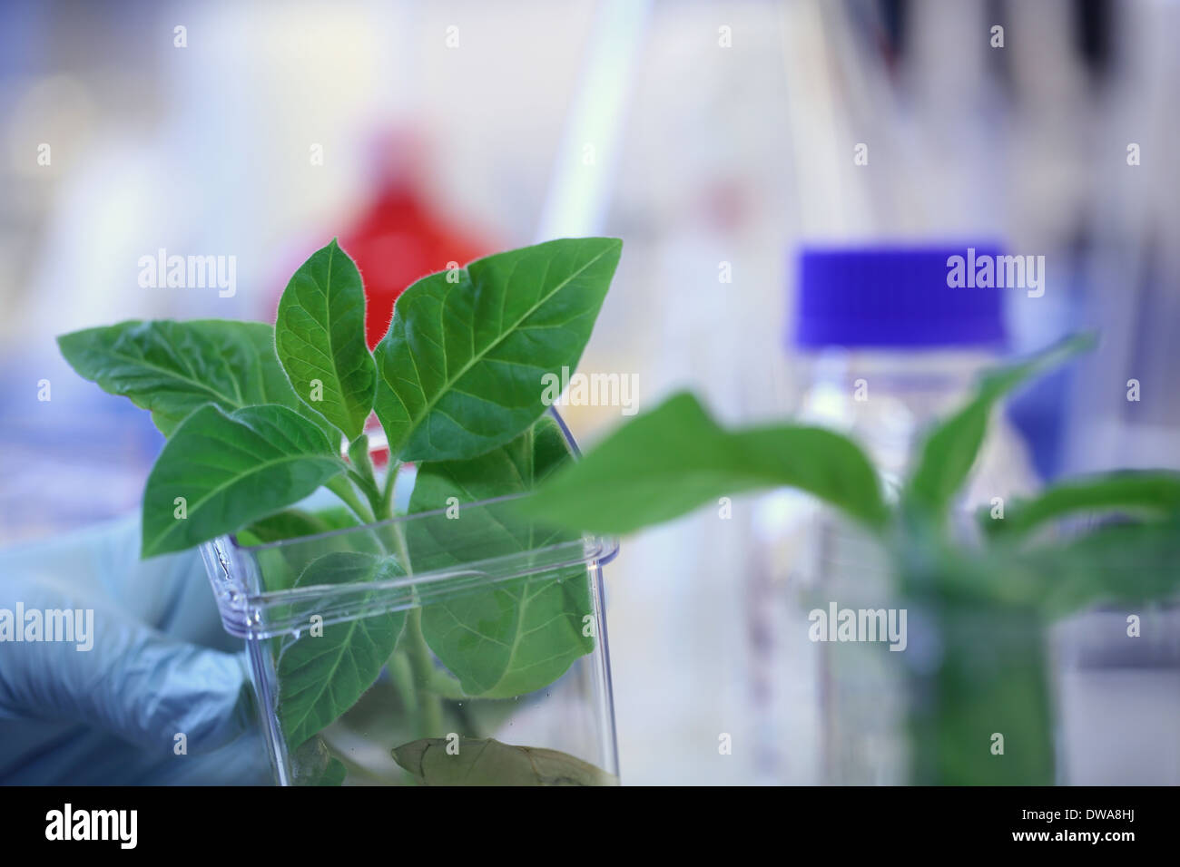 tobacco plant in a lab Stock Photo Alamy