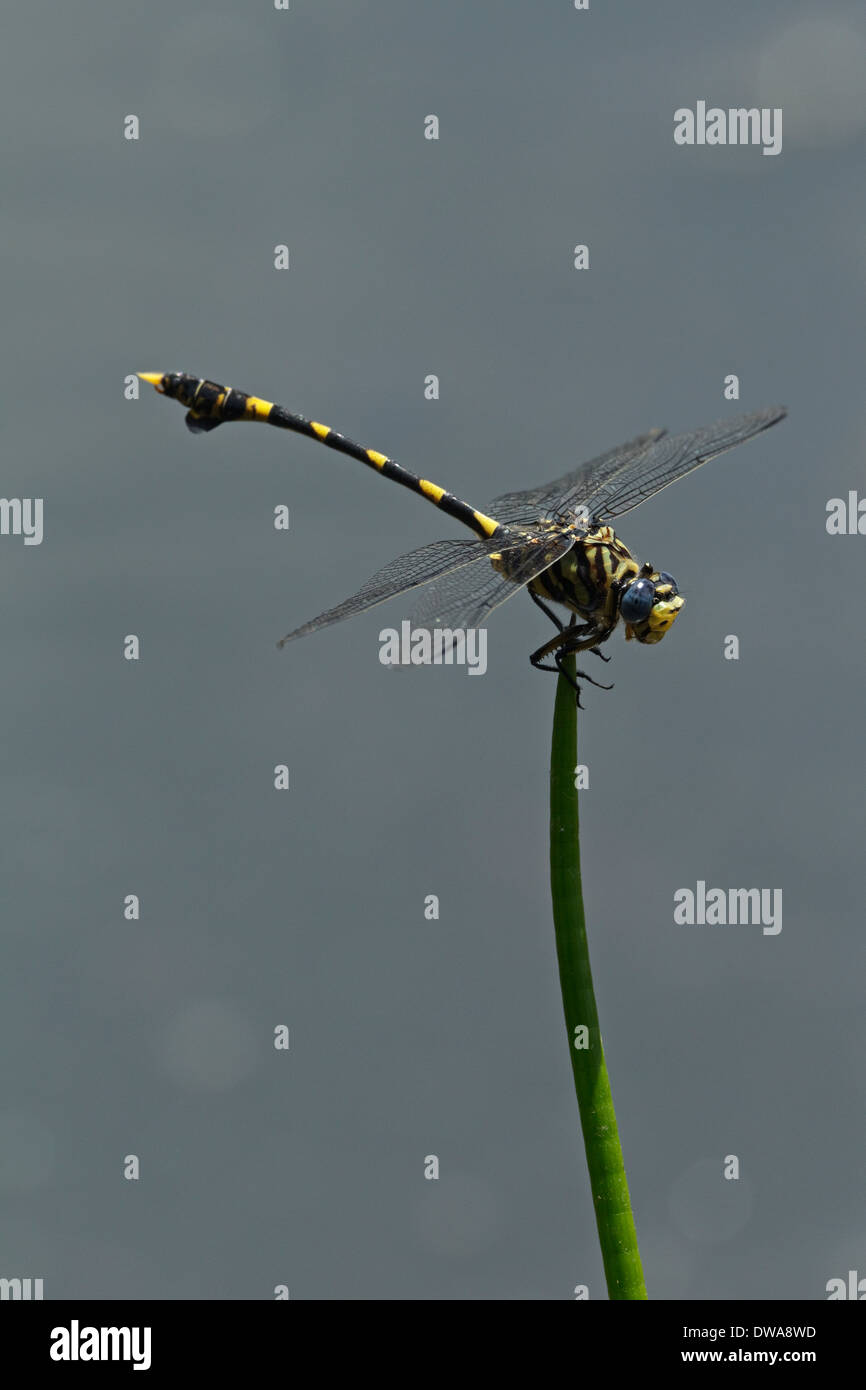 Male Tigertail dragonfly (Ictinogomphus ferox) perched on a straw Kruger national park South Africa Stock Photo