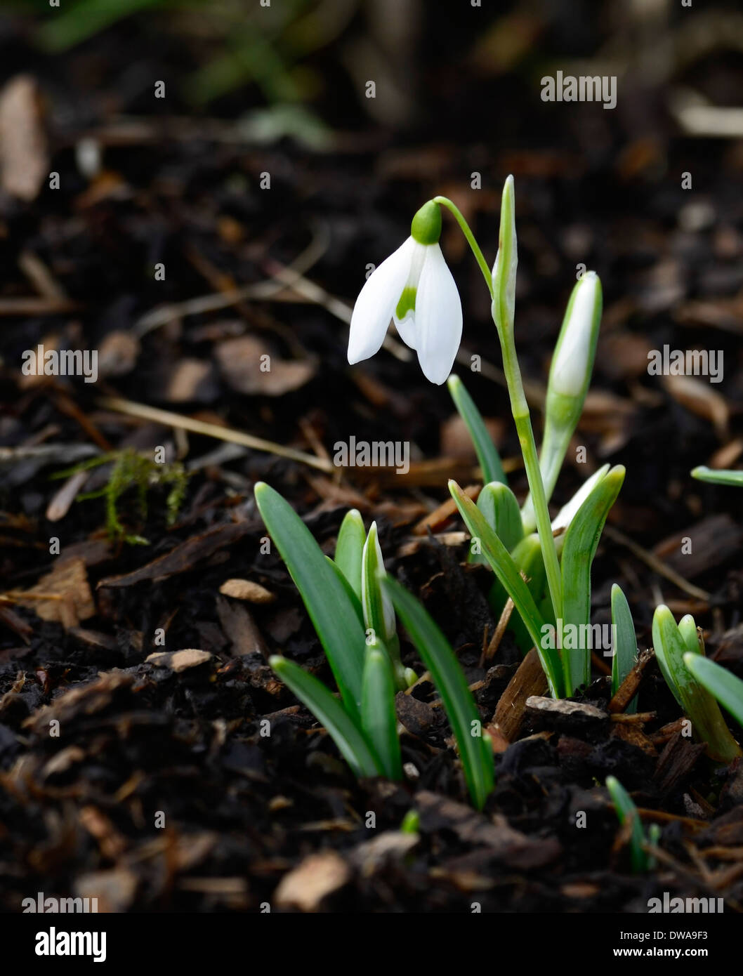Galanthus chedworth snowdrop white flowers green markings flowers bulbs snowdrops Stock Photo