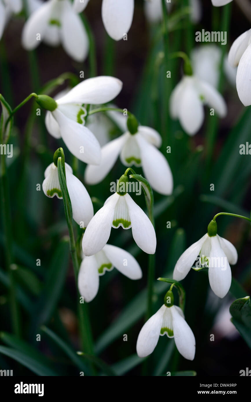Galanthus doon garden irish snowdrop white flowers green markings