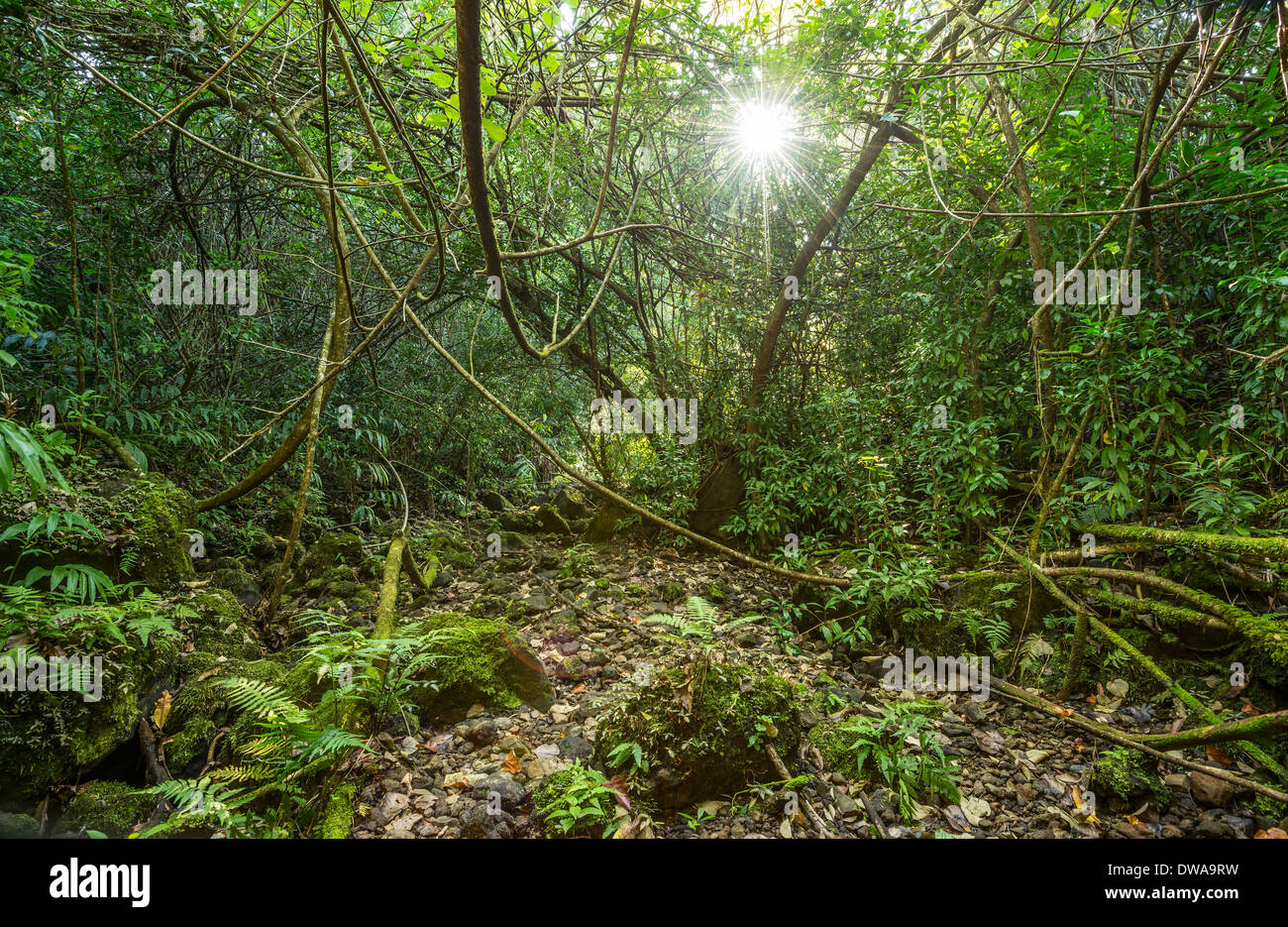 The Jungles of Nahiku on the Hawaiian Island of Maui. Stock Photo