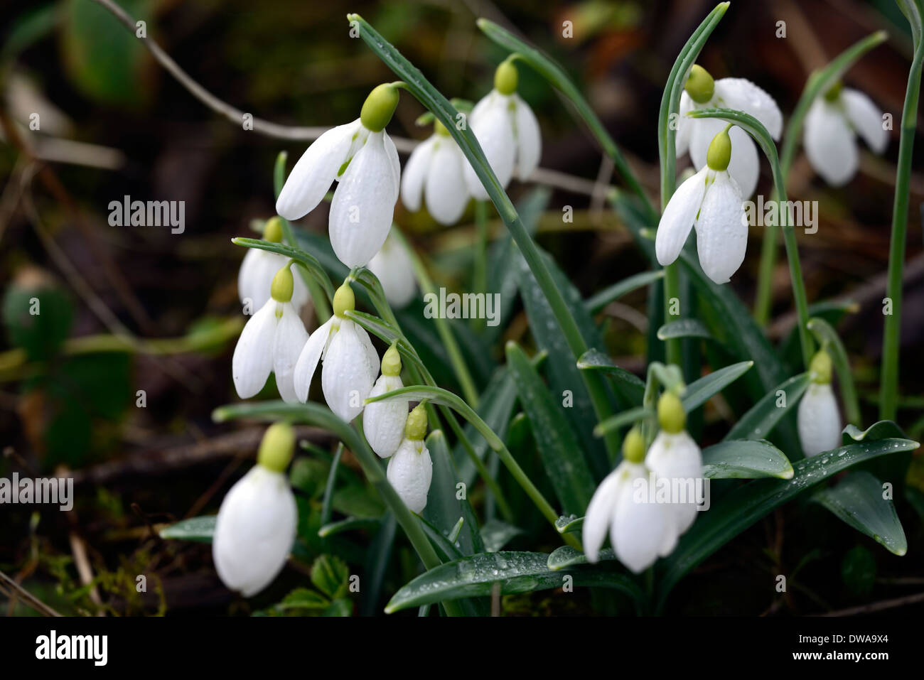 Galanthus dopey snowdrop white flowers lime green markings flowers bulbs snowdrops Stock Photo