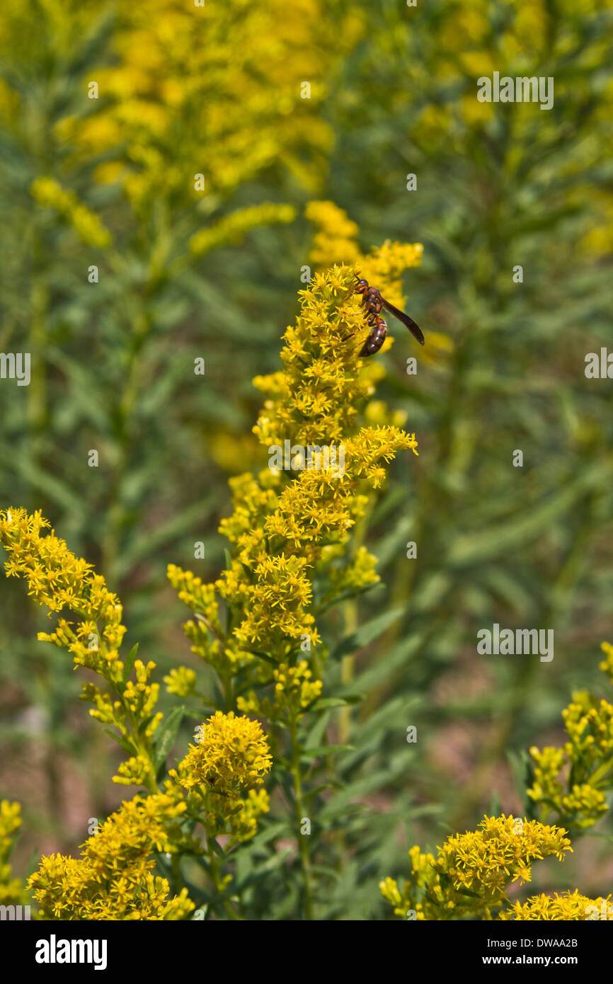 Ragweed hires stock photography and images Alamy