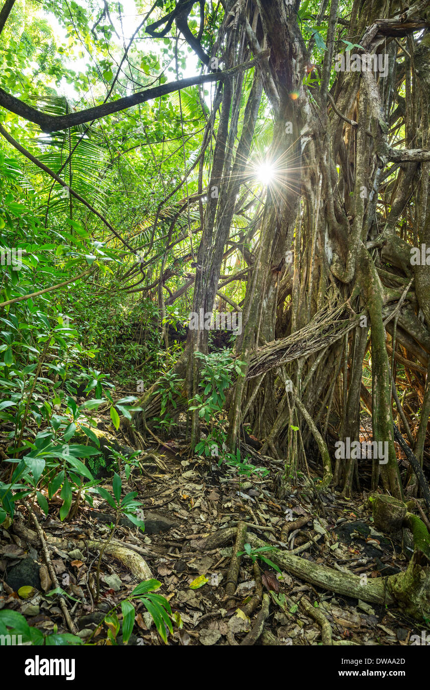 The Jungles of Nahiku on the Hawaiian Island of Maui Stock Photo Alamy