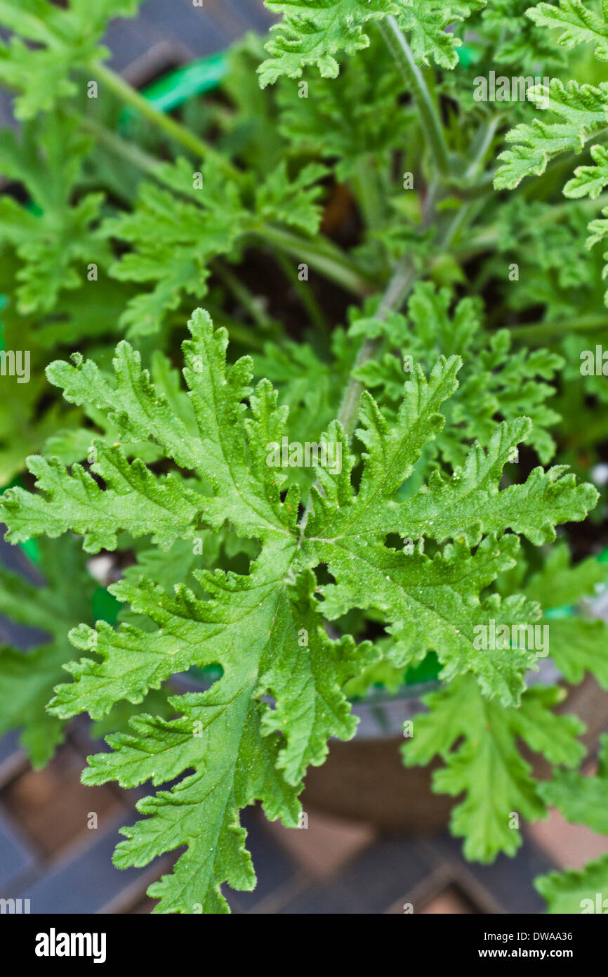 Close up of the green leaves of a citronella (mosquito) plant Stock