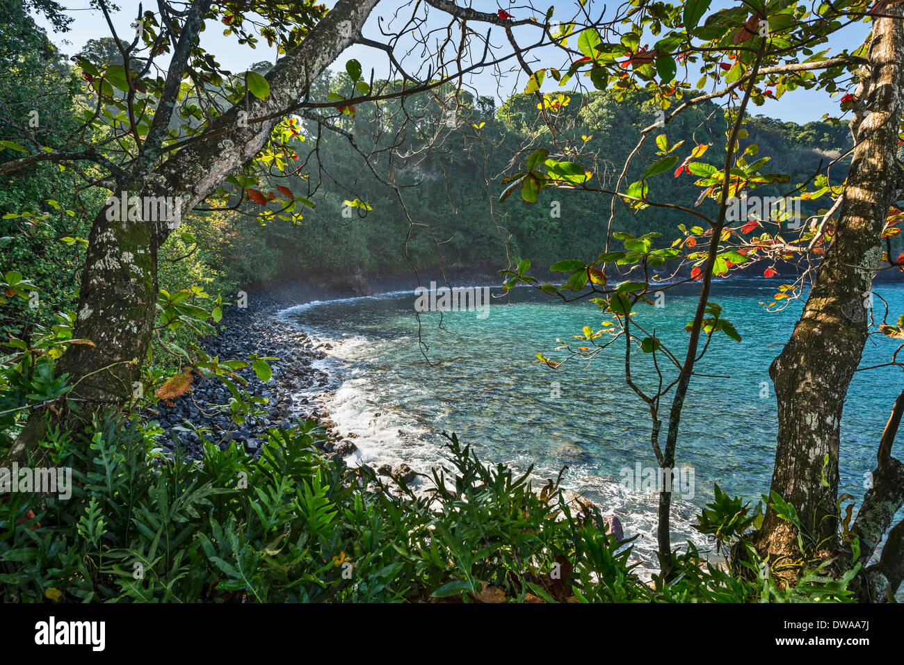 The Jungles of Nahiku on the Hawaiian Island of Maui Stock Photo Alamy