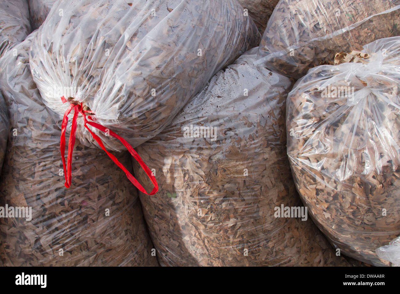 Plastic bags full of oak tree leaves in autumn Stock Photo Alamy