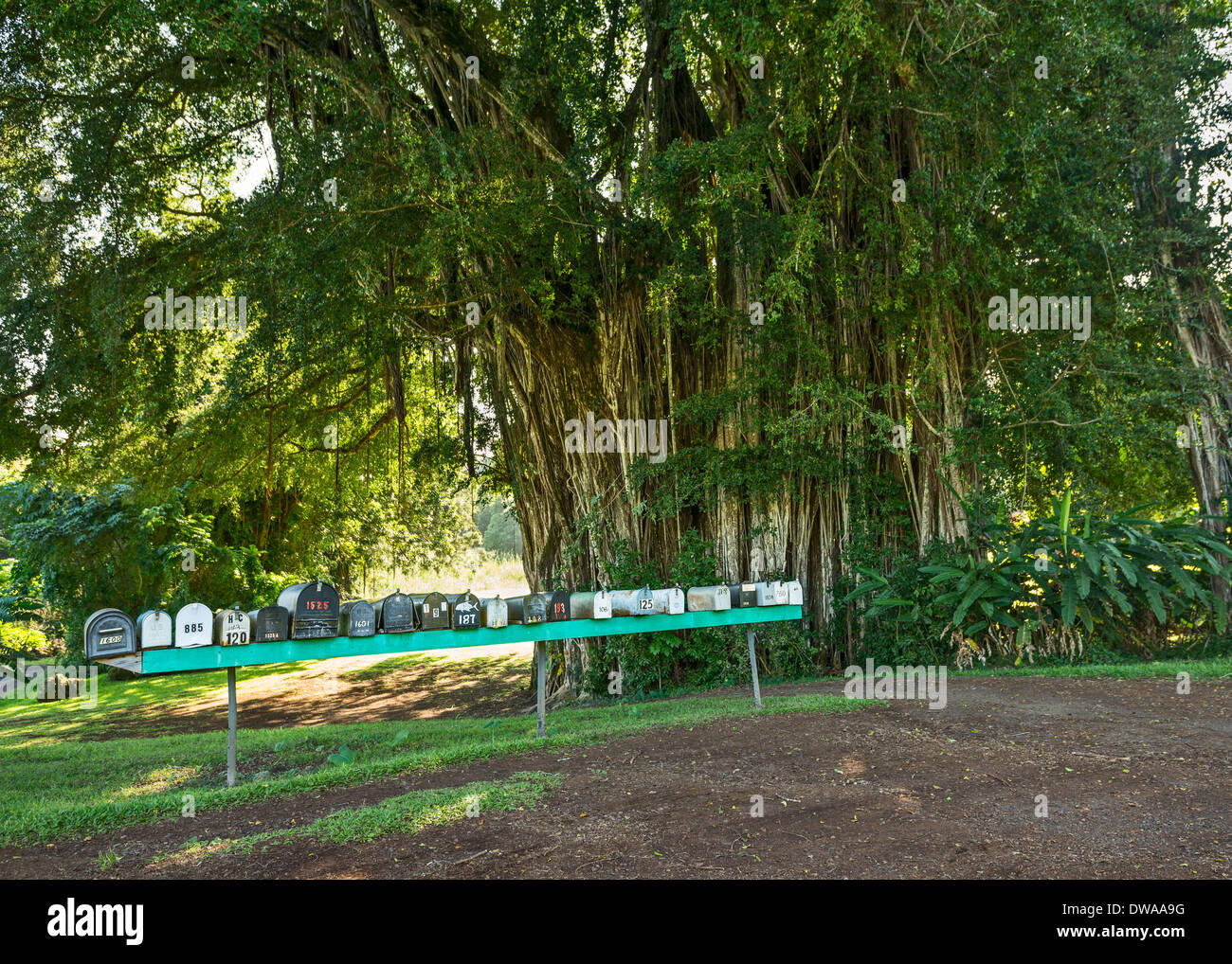 The Jungles of Nahiku on the Hawaiian Island of Maui Stock Photo Alamy