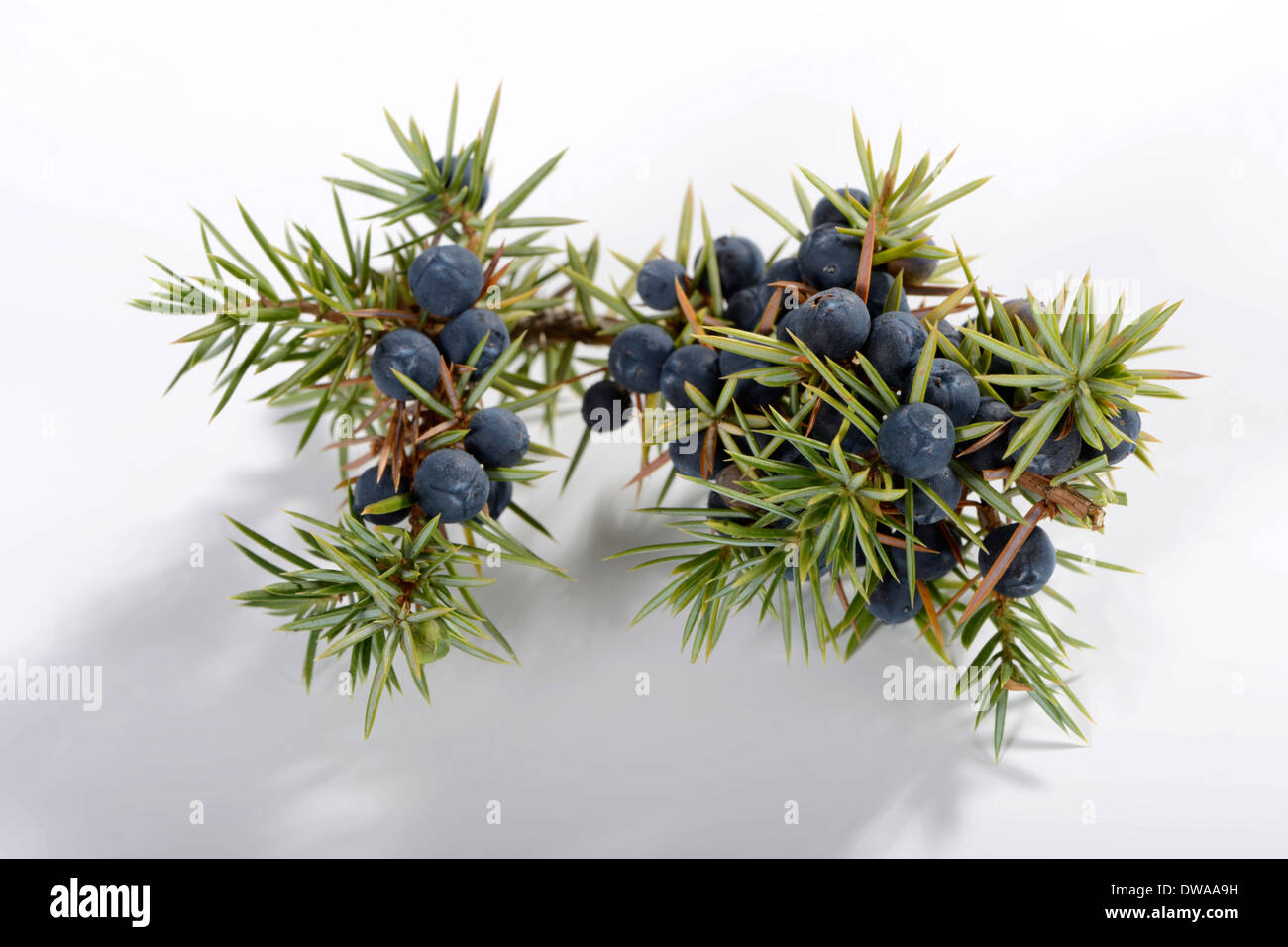 Juniper Stock Photo