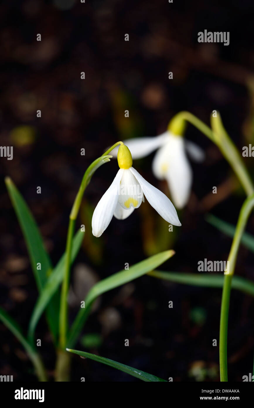 Galanthus Sandersii Lowick yellow snowdrop white flowers green markings ...