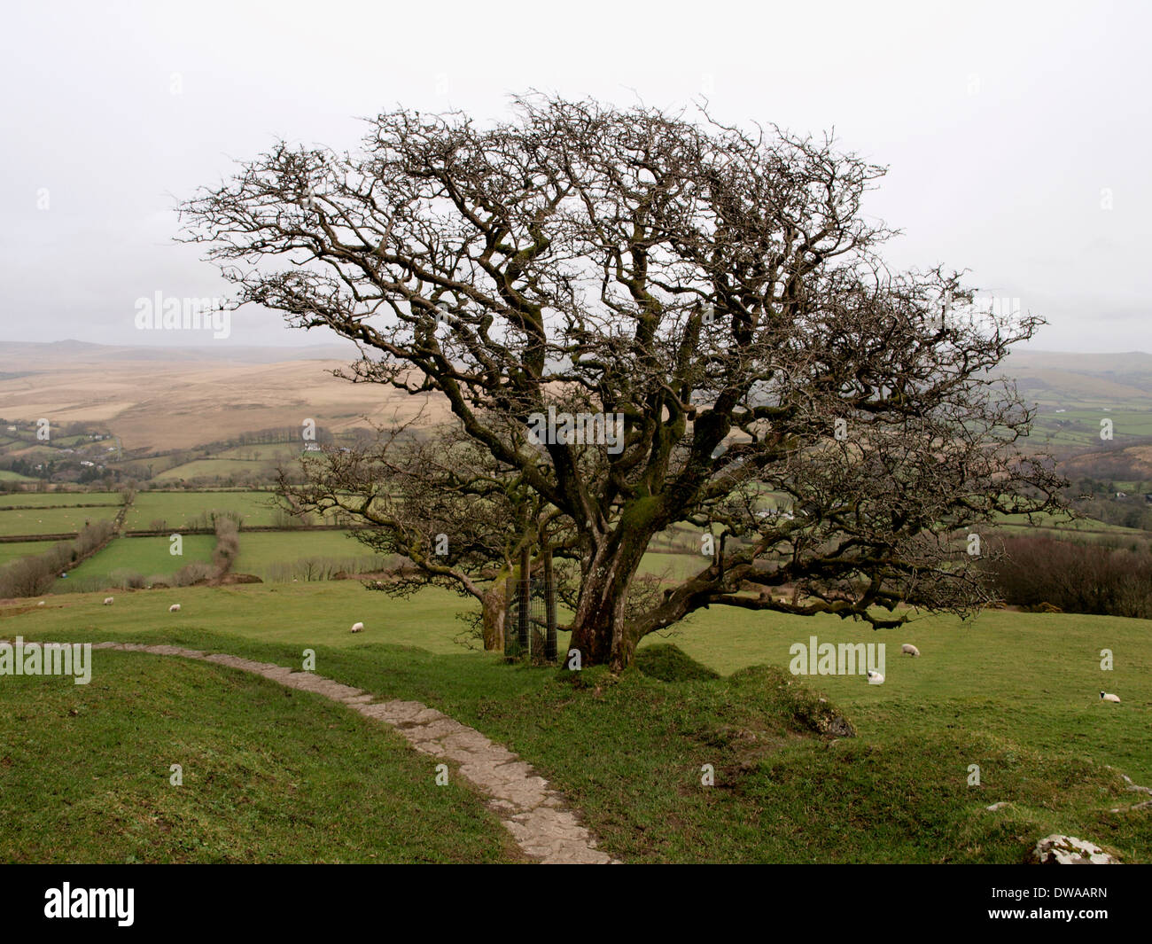 Trees with footpath to the side of church, Brentor, Dartmoor, Devon, UK Stock Photo