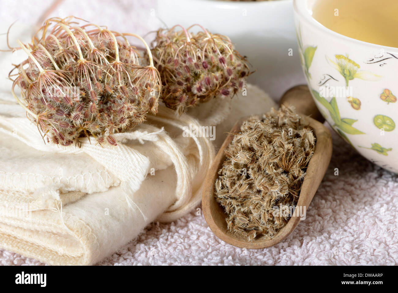 Carrot seed hires stock photography and images Alamy