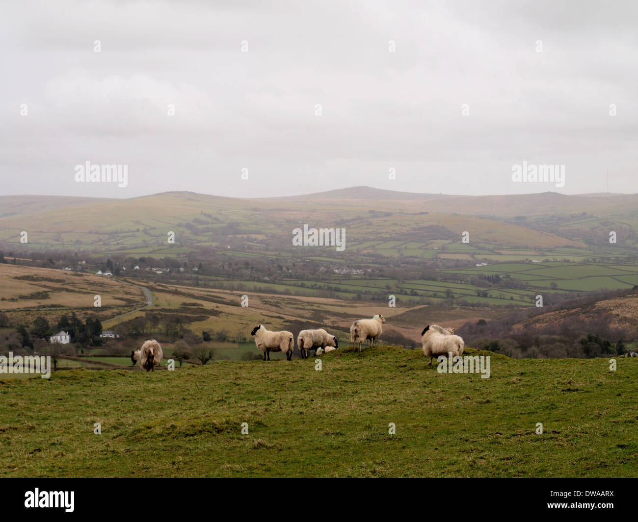 Sheep on Brentor, Dartmoor, Devon, UK Stock Photo