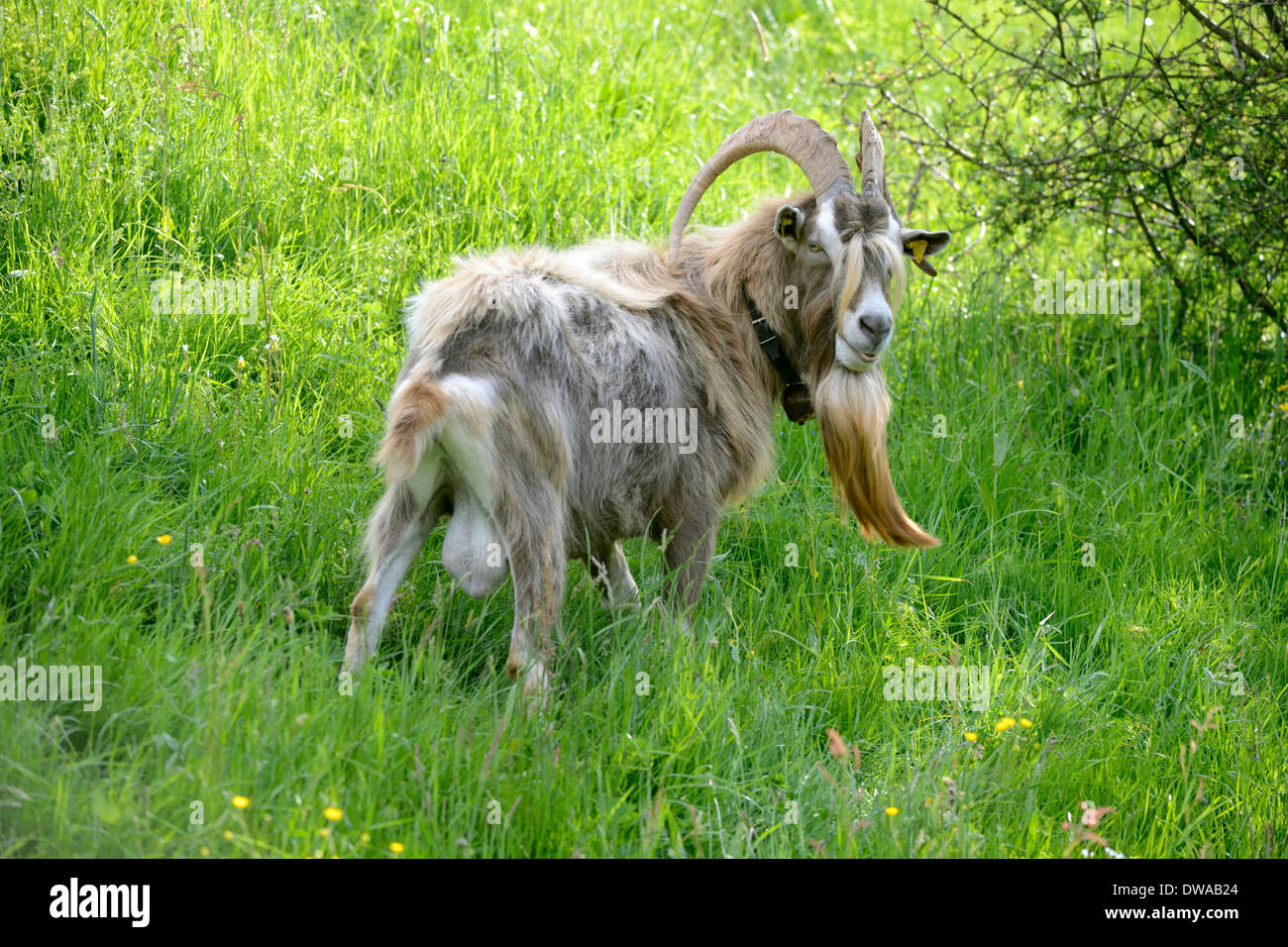 Thuringian Goat Stock Photo