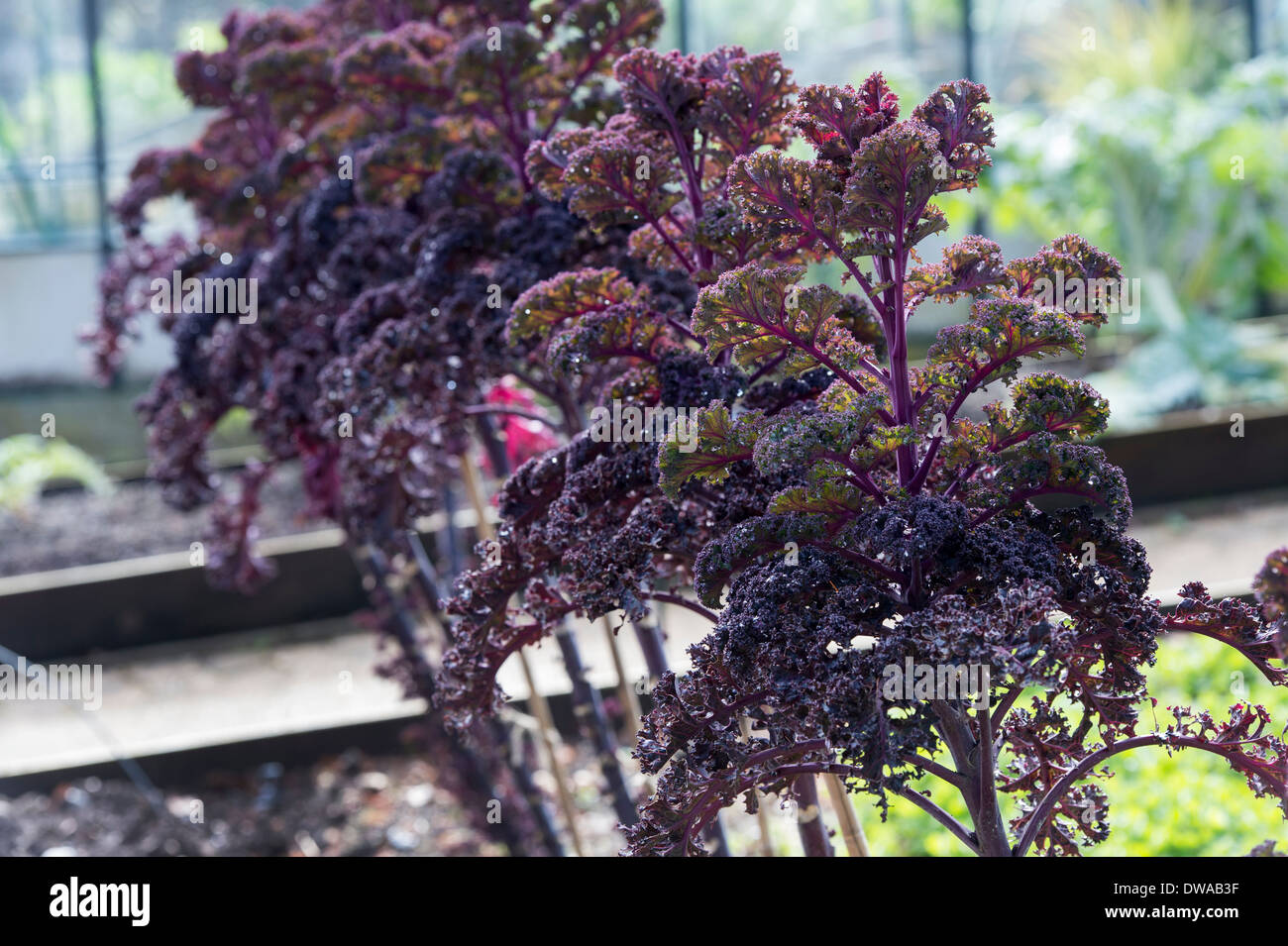 Kale Redbor in a vegetable garden Stock Photo