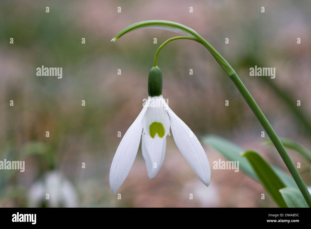 Galanthus flower. Close up of a single snowdrop in the garden. Stock Photo