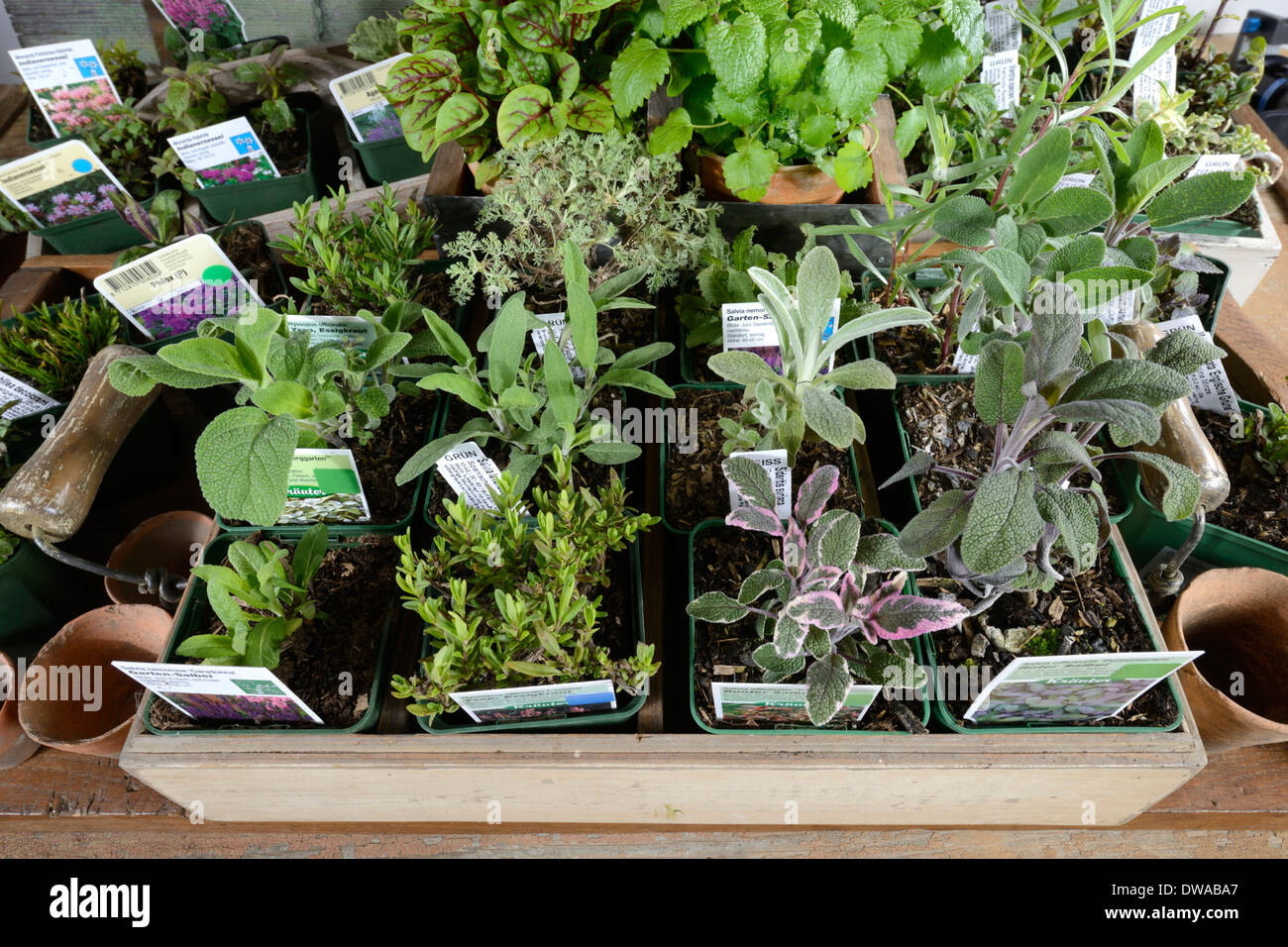 Kitchen herbs Stock Photo